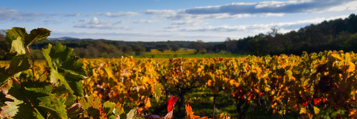 Cabernet
